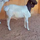 طليان برابر فل شحم مرابي