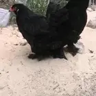دجاج وحمام