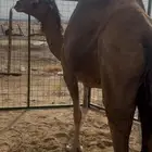ناقه ساحليه حمرا لقحه للبيع