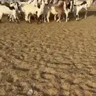 ماعز ربد