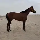 حصان سبقات انقليزي