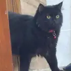 قط ضايع ب قارا