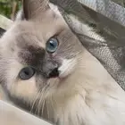 قطه  انثى  نوعها  هملايا   لتبني سبب عرضها  كثرة القطط عندي
