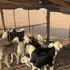 للبيع 5 خرفان و 3 رخال عمر شهرين