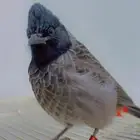 بلبل كشميري ( هندي )