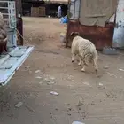 خرفان