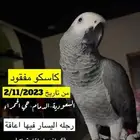كاسكو مفقود