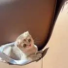 الجميل هذا اللعوب جدا للبيع ماشاء الله سكوتش فولد