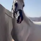 خيل للبيع