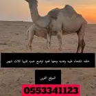 خلفه شقحاء للبيع