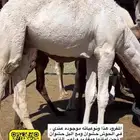 4 قعدان وبكرتين مفاريد كفو ياهل المبادي والمناسبات