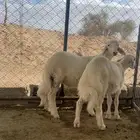 خرفان