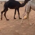 بكرة مجهم فيها طرق