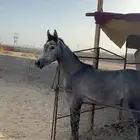 مهره شعبيه فاخره كفو بنت ابن ميراج طبع كفو لا تصقل ولا تعض
