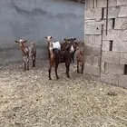 تيس فحل