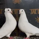 جوز قطيفي غرنوق