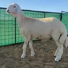 مشروع فحل حري صنف الصنف
