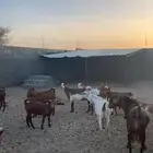 غنم دهم وتهاميه