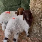 ذبايح نعيمي