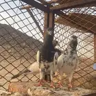 حمام باكستاني جوزين
