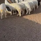 بهم حري