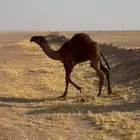 قعود لباني عمر 6 شهور تم البيع خارج الموقع
