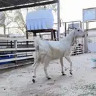 عنز برصاء حاصب قريبت ولاد