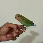 طير روز للبيع