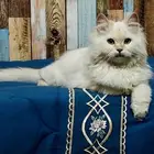 قط لتبني