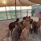 سواكن
