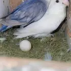 طيور