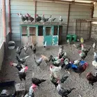 دياكه اكل وتربيه