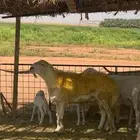 فحل حري صنف