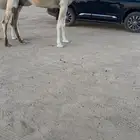 عشرا رباع كفوو