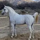 خيل