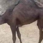 حشوان