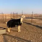 فحل نجدي فاخر