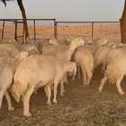 غنم حريات دفيع ومتابيع ( تم البيع )