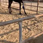 عشراء ضروبه ثنيه في راسهاء سلم شرط