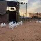 حمام