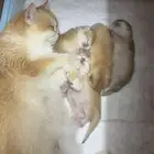 برييتش بالغه للبيع
