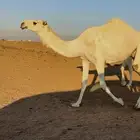 ضروبه وضحاء عليانيه