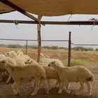 طليان حرية ذبايح 35 راس للبيع