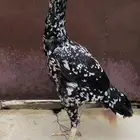 دجاج سندي