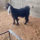 جفره جذعه دافع