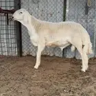 حري صنف