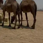 نياق للبيع من6500