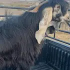 فحل عارضي معرف