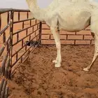 للبيع بكره رمانيه حقه