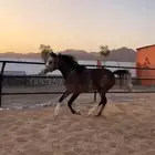 مهرة شعبية للبيع